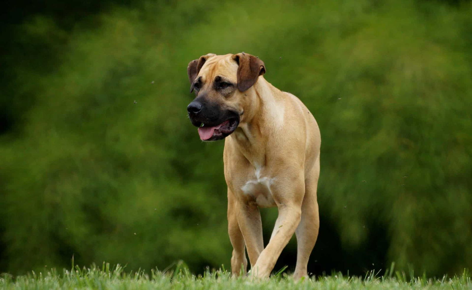 Friendly dog at the park enjoying outdoor exercise.