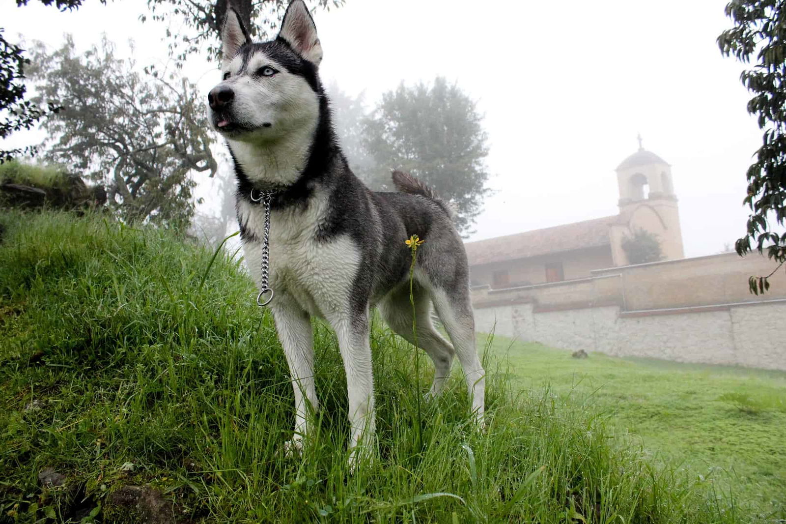 Siberian Husky dog standing outdoors in foggy environment with greenery and historic building.