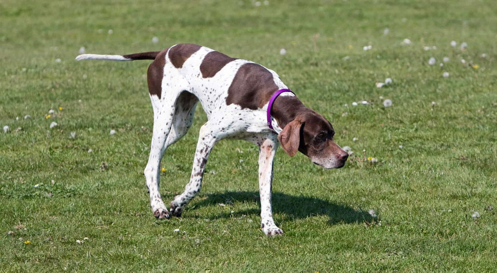 Dog walking on grass with a purple collar, playful and active outdoor pet.