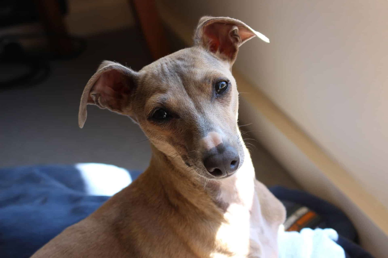 A close-up photo of a young, adorable dog with a tan coat and expressive eyes, resting indoors near a window.