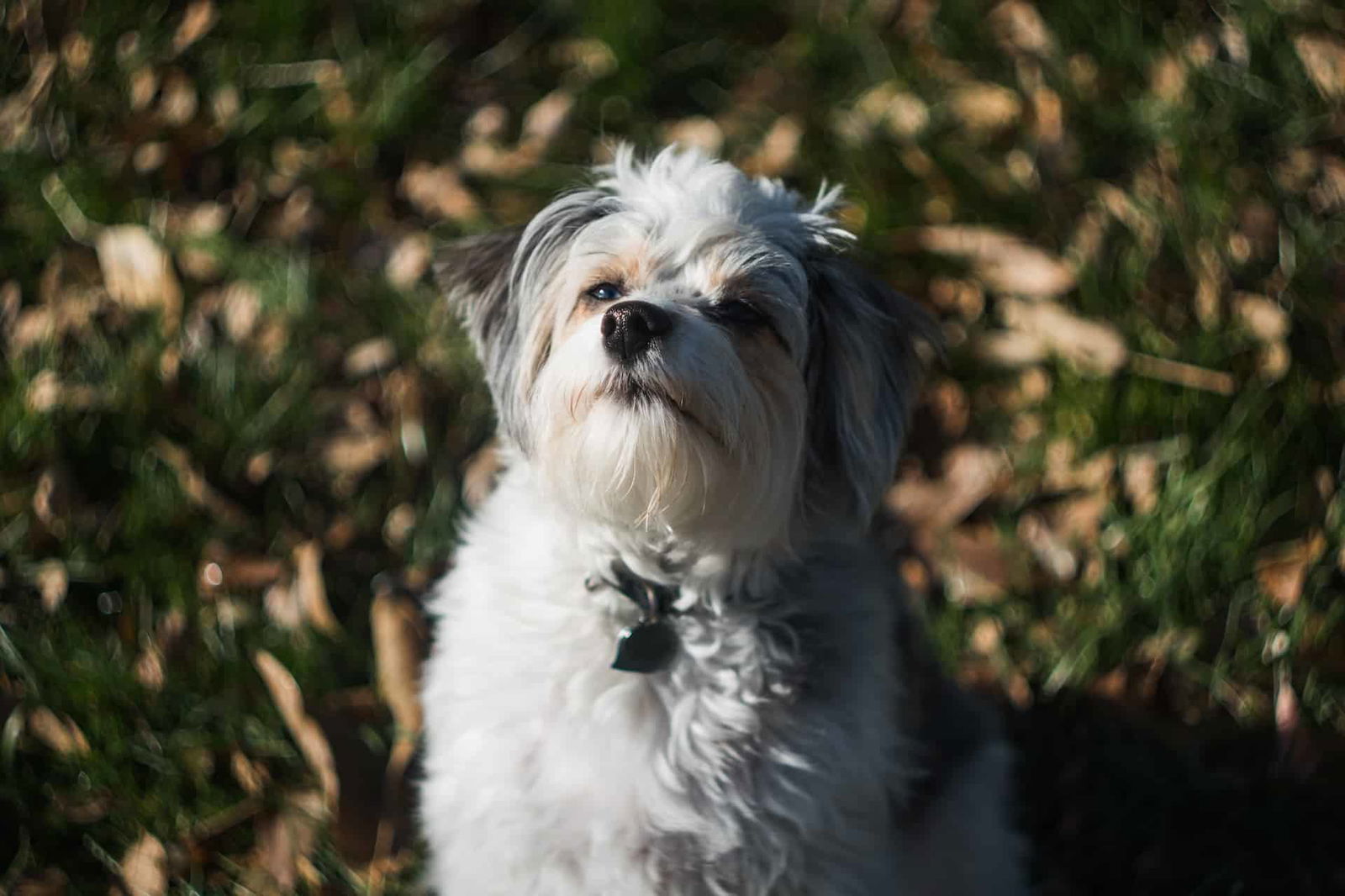 Adorable fluffy dog enjoying the outdoors, surrounded by grass and leaves.