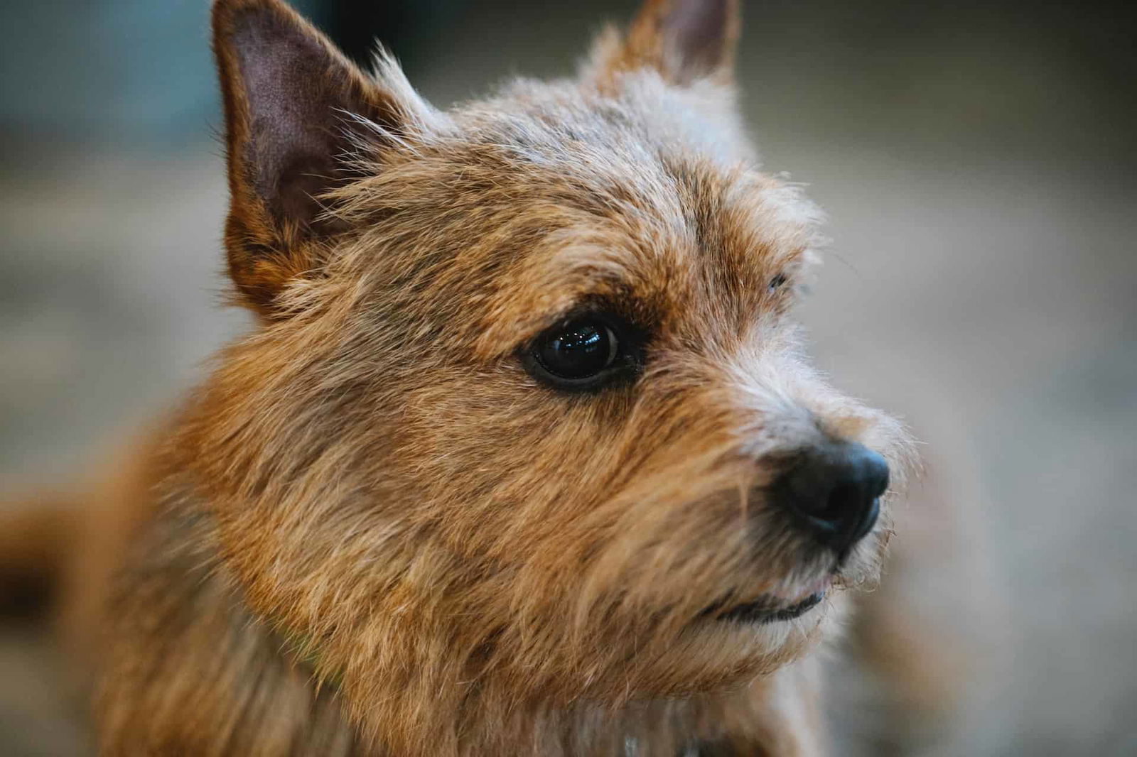 Close-up of adorable dog face with grooming eyes and fur detail.