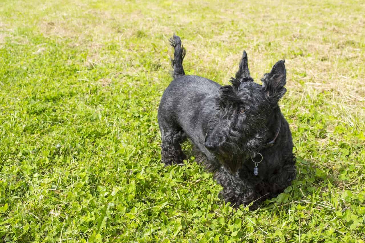 Dog sitting on lush green grass, Scottish Terrier enjoying outdoors, adorable dog photo, pet health and wellness, outdoor dog activity, Dogfix.com.