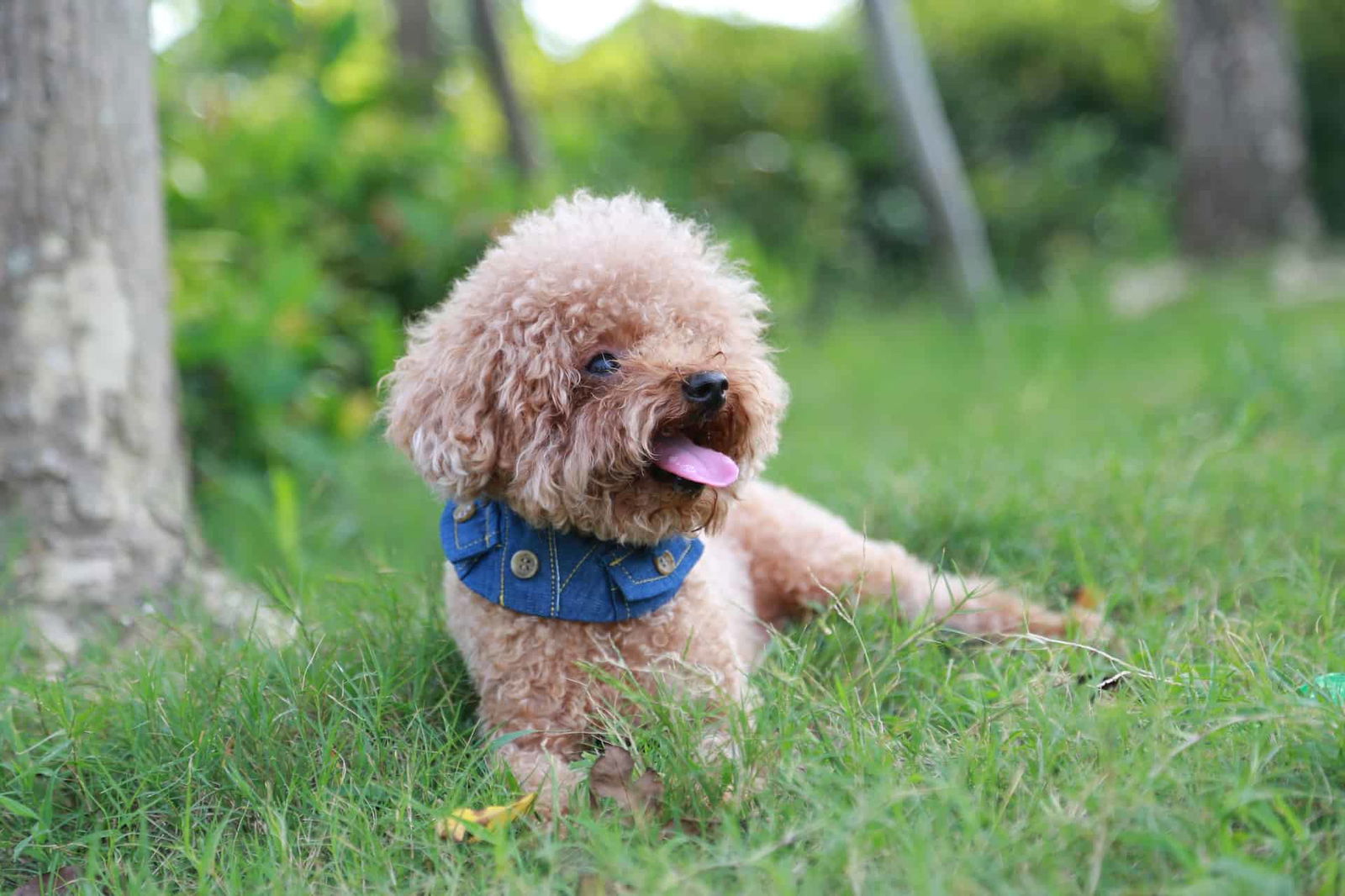 Cute Poodle dog lying in green grass with a blue collar in a park.