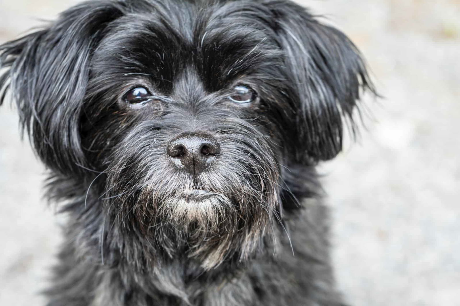 Close-up of a scruffy black rescue dog's face, highlighting grooming and care details.