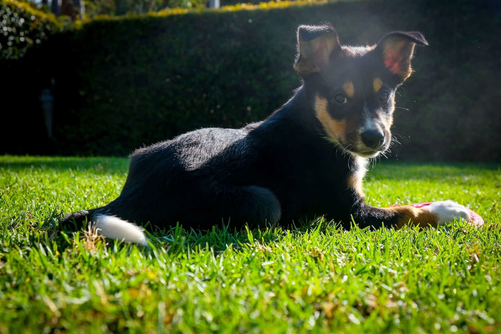 Adorable puppy playing on lush green grass in sunny yard.
