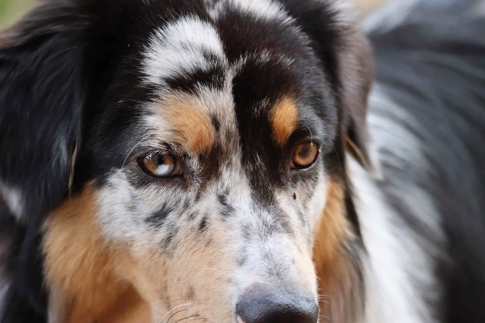 Close-up of Australian Shepherd dog with merle coat, capturing its attentive gaze and distinctive coloring.