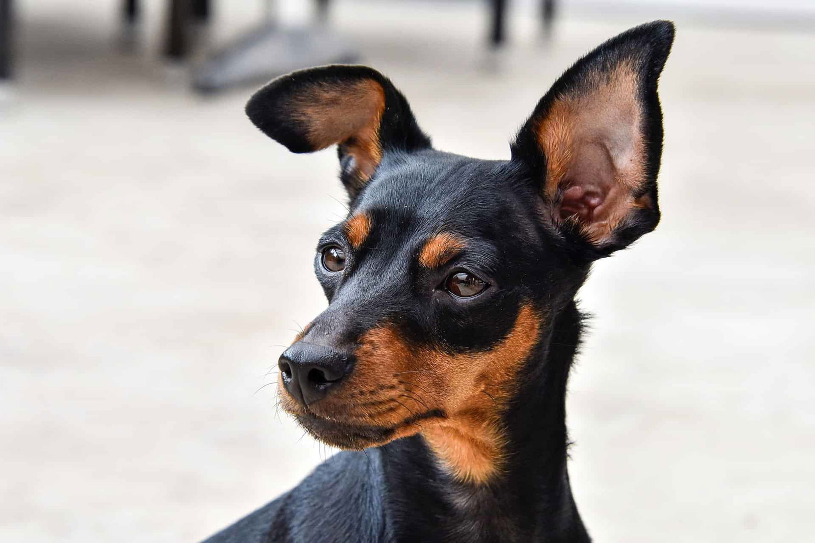Dog with alert ears, black and tan short coat, close-up portrait emphasizing pet grooming and health.