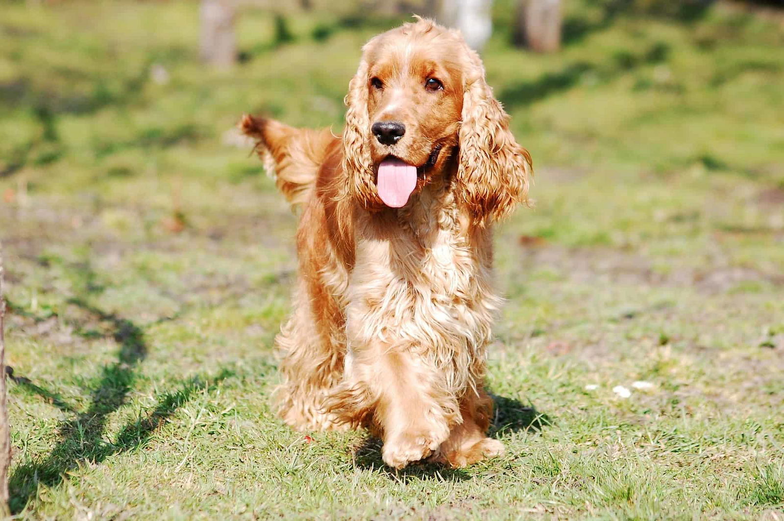 Adorable golden Cocker Spaniel walking in a grassy park, enjoying the outdoor environment.