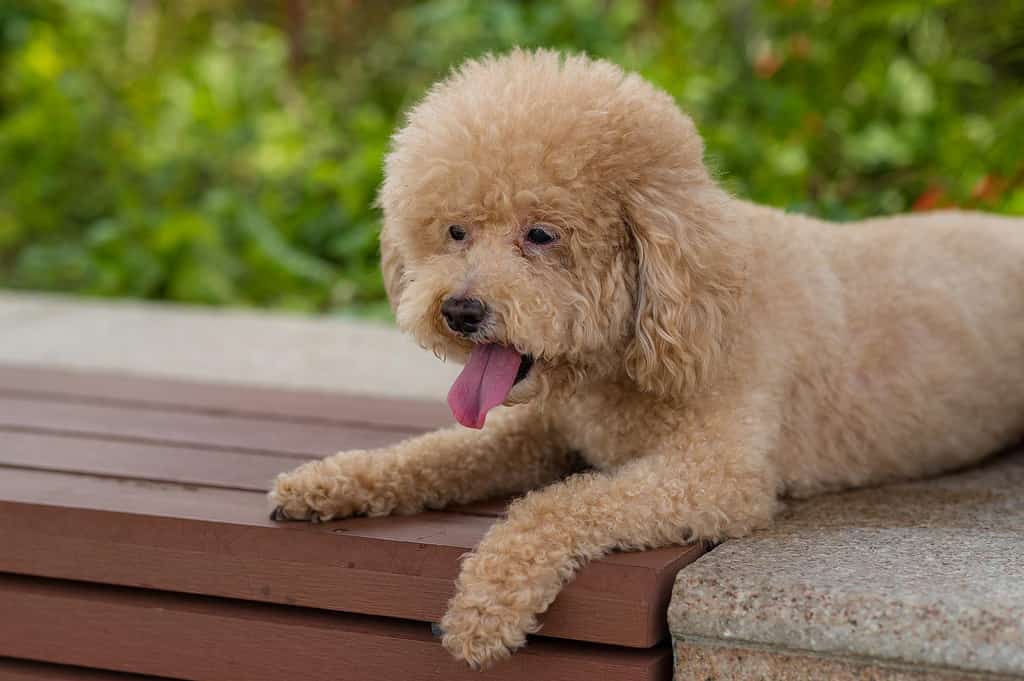 Adorable poodle lying on a wooden bench with lush green background, enjoying a sunny day.