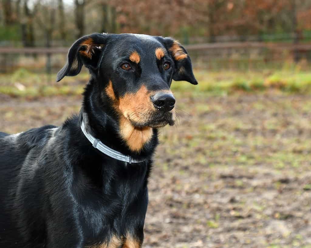 Adorable black and tan coonhound enjoying outdoor park, loyal dog, pet companionship, dog photoshoot.