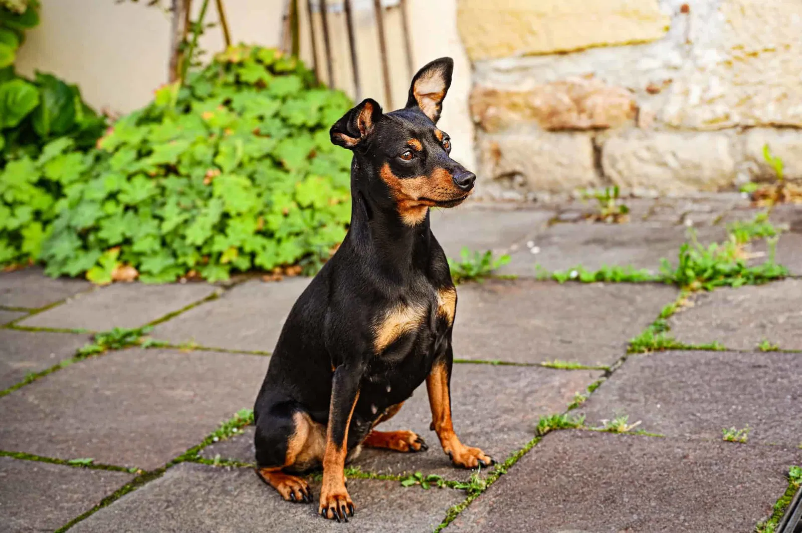Sharp-eyed dog outside on stone patio.
