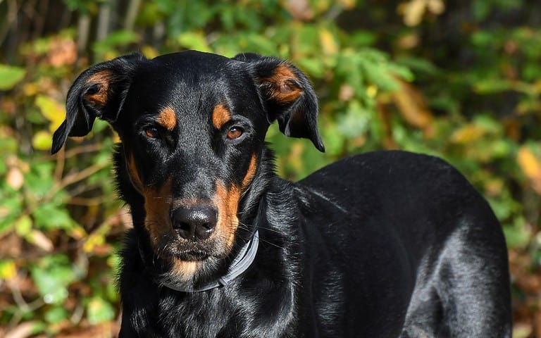Cute Doberman breed dog with black and tan coat relaxing in nature.