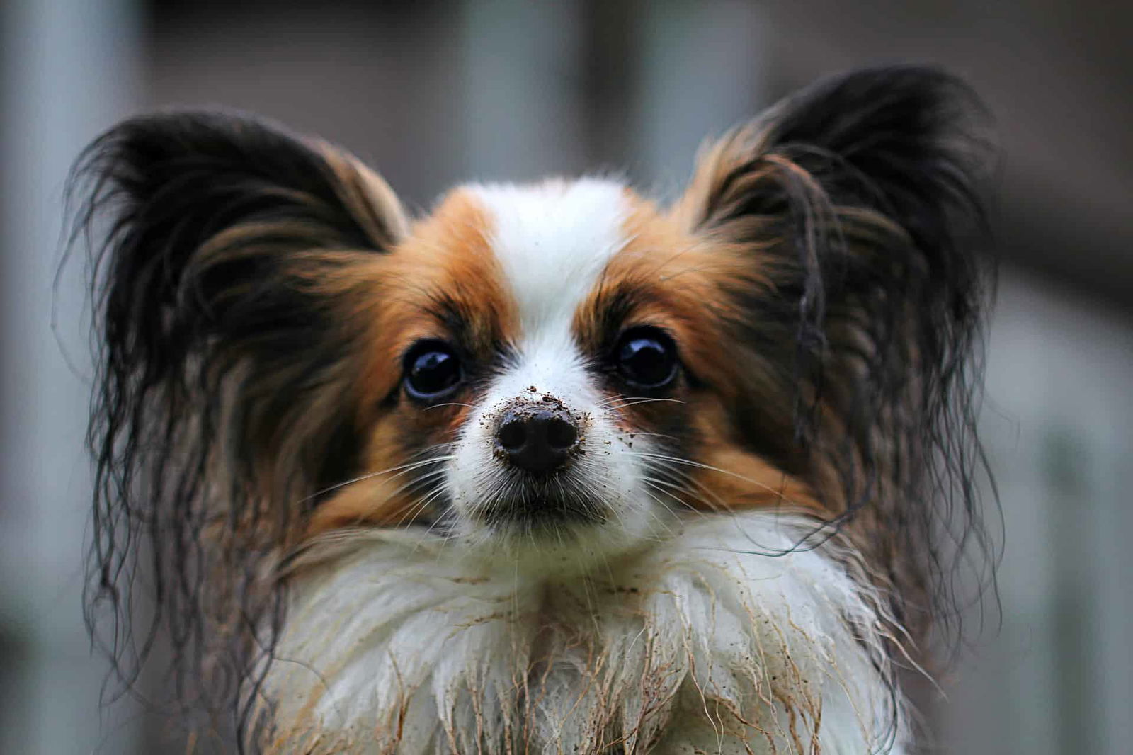 Playful Papillon dog with large ears and expressive eyes, after a bath or outdoor adventure.