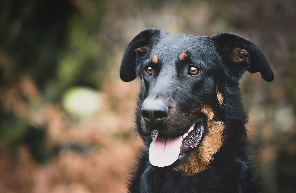Dog portrait of a black and tan Rottweiler in an outdoor setting, showcasing loyalty and companionship for dog lovers.