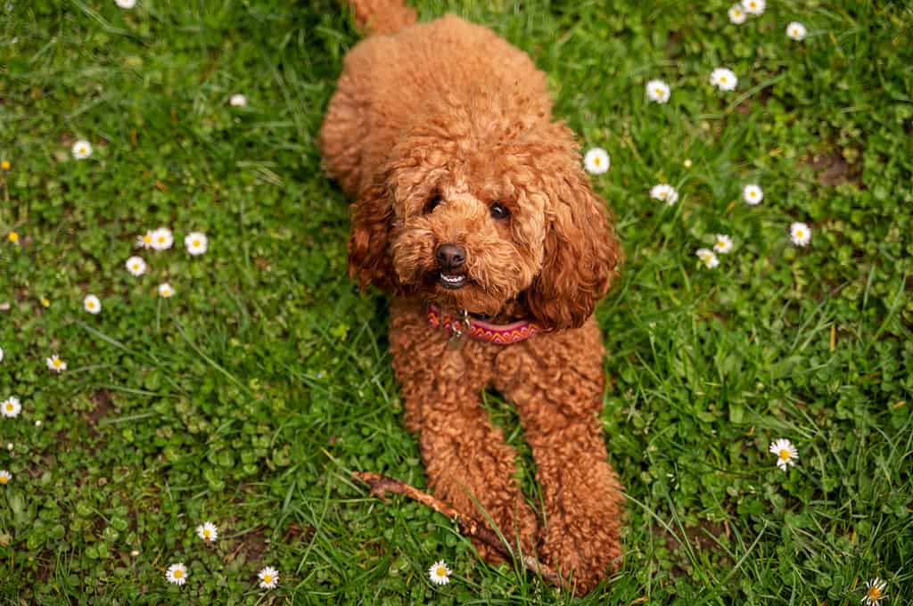 Adorable red curly poodle puppy sitting on lush green grass with daisies, looking up adorably.