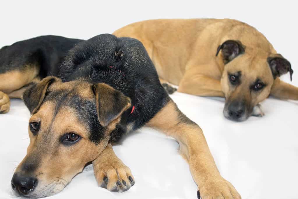 Adorable puppies lying down, showing bond and comfort in a cozy environment.