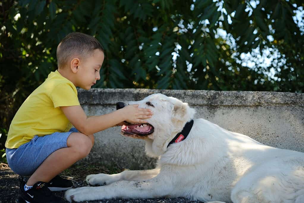 Adorable boy petting a happy, friendly white dog lying on the ground in a park.