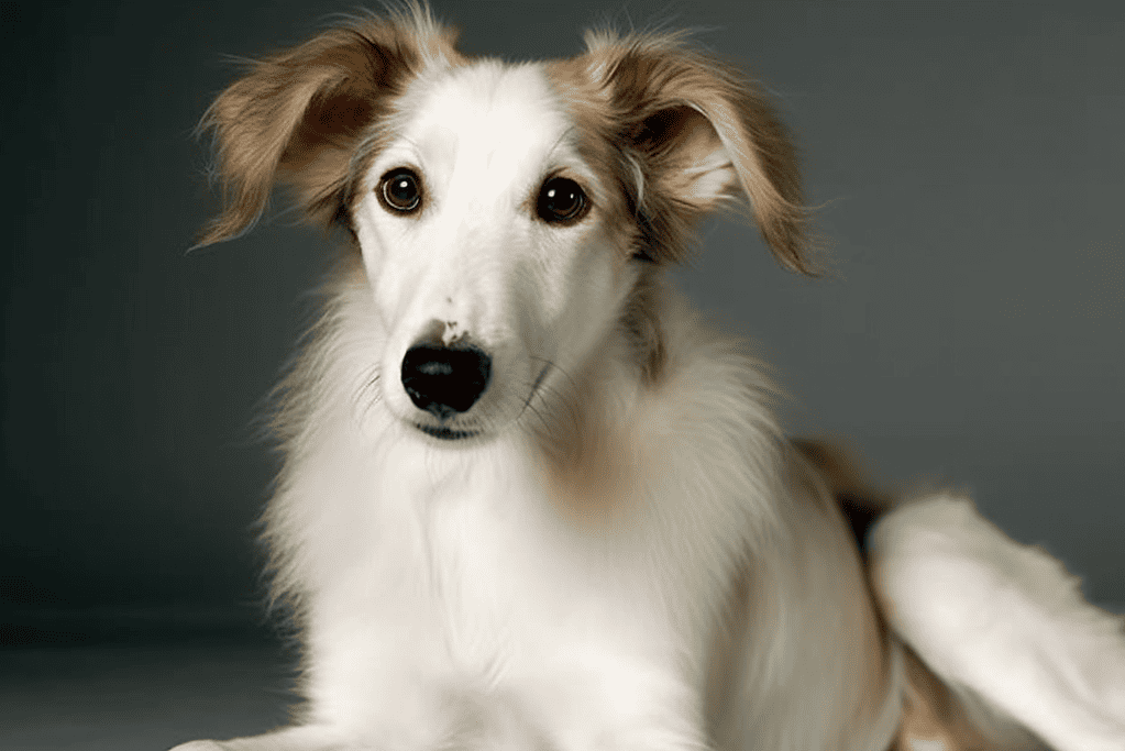 Adorable young dog with fluffy white and tan fur, expressive eyes, and floppy ears, sitting against a neutral background.