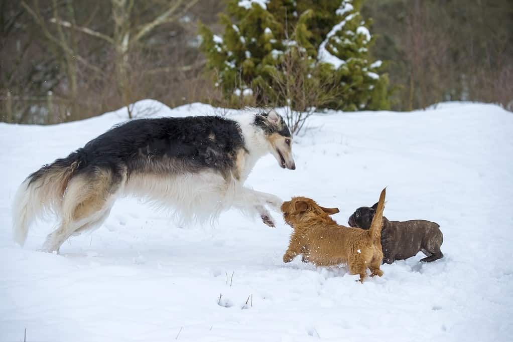 Dog playing with puppies in the snow, outdoor canine activity, winter dog playtime.