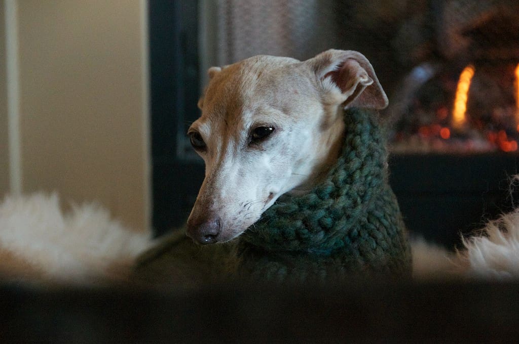 Cute dog relaxing near glowing fireplace at home.