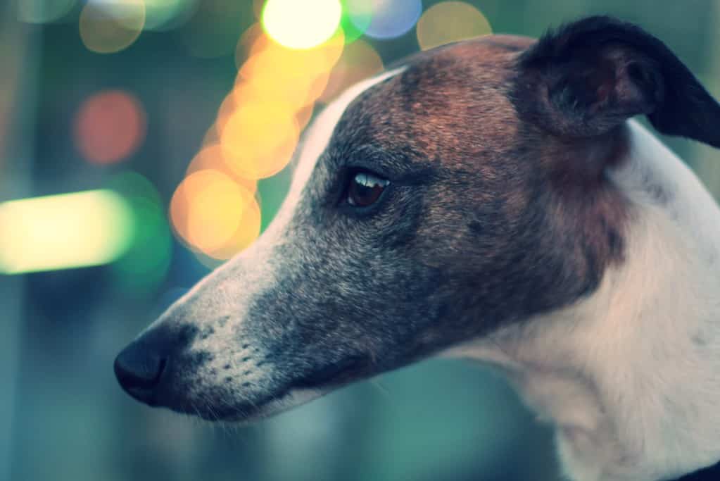 Cute Whippet dog profile with thoughtful expression, close-up image.