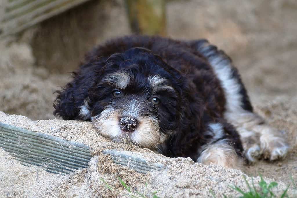 Concluding Remarks on the Aussiedoodle Breed