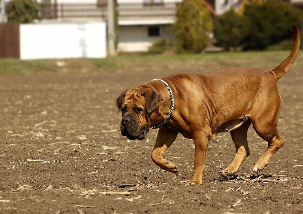 Dog playing comfortably outside on dirt field with trees and buildings in background.