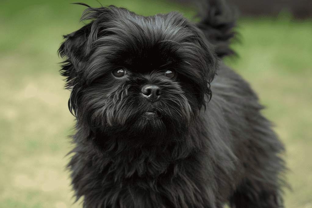 Concluding Thoughts on the Affenpinscher Breed