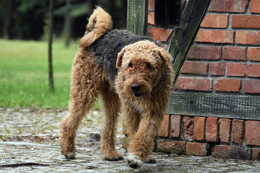 Airedale Terrier dog exploring outdoors next to brick wall, showcasing pet care and nature walk memories.