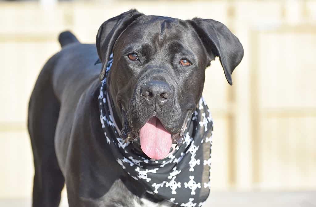 Concluding Thoughts on the Cane Corso Breed