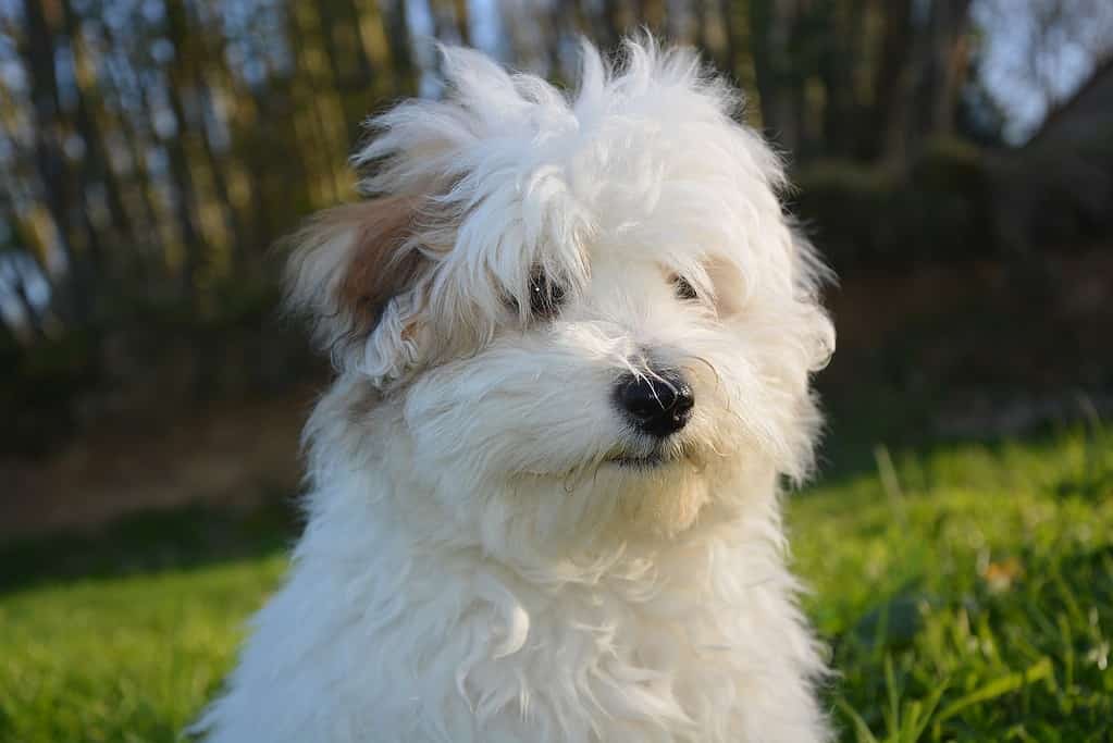 Concluding Thoughts on the Coton de Tulear