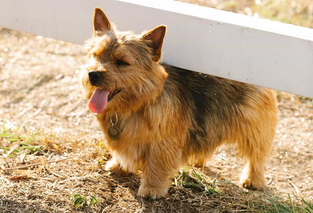 Cute fluffy dog enjoying outside sunlight with open eyes, sitting near white fence.