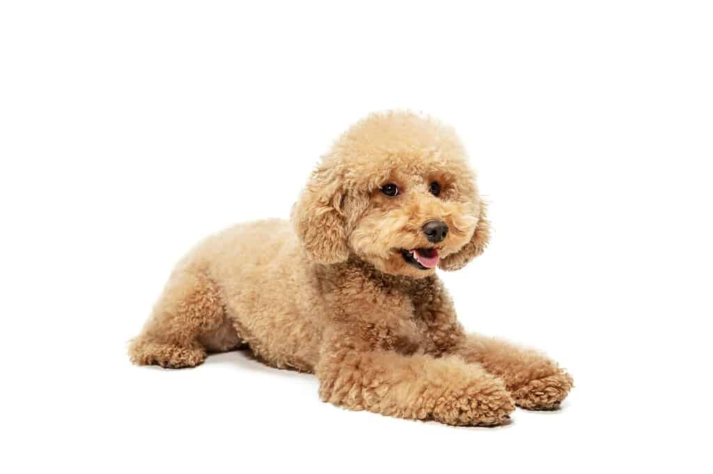 Adorable poodle puppy with curly fur, relaxing on white background.