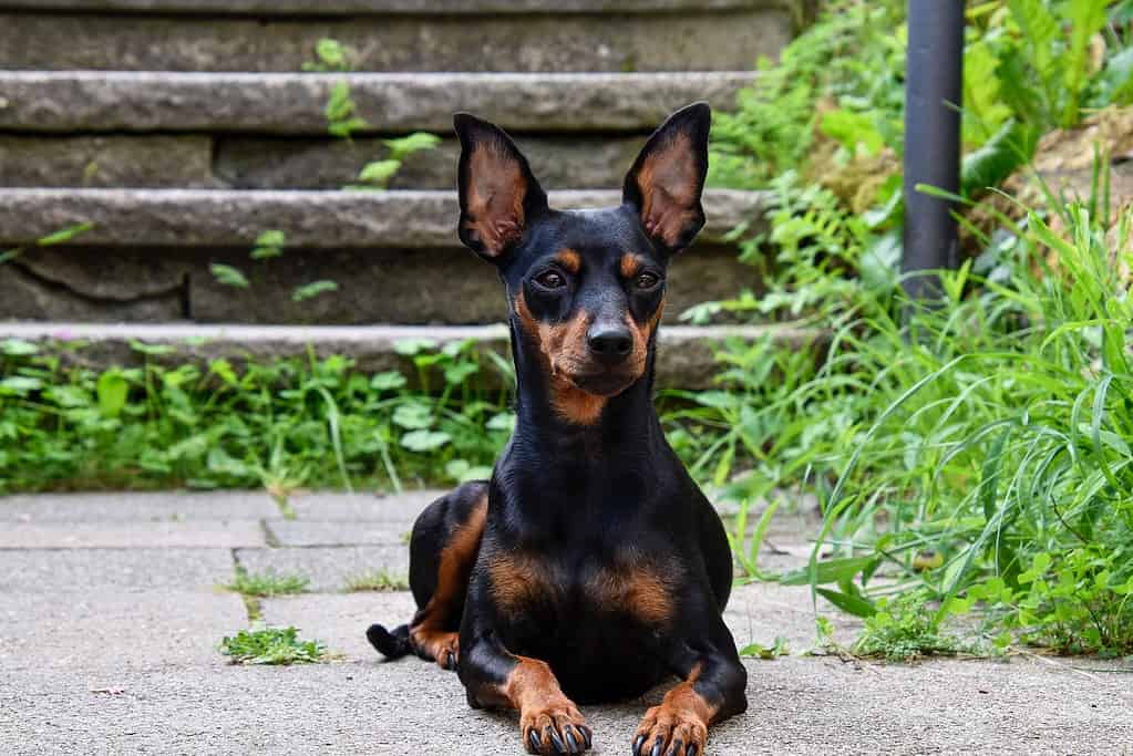 Cute Miniature Pinscher sitting on garden path, perfect for dog care and pet grooming services.