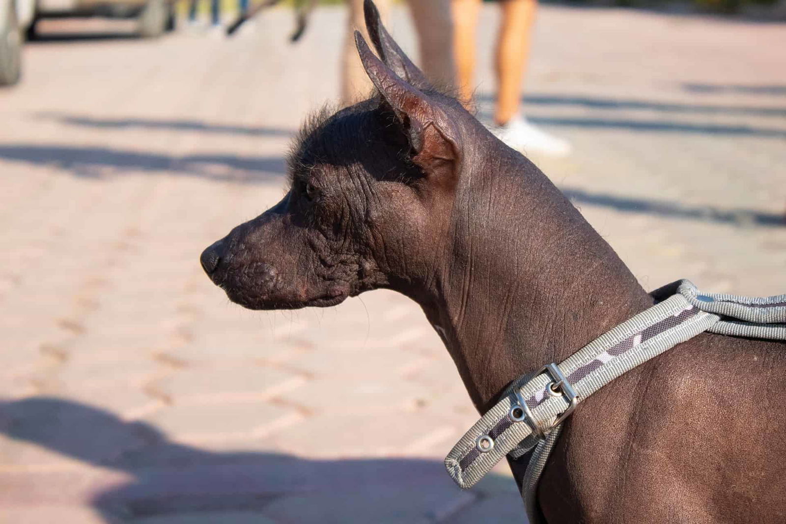 Dog on sandy beach wearing a harness, enjoying outdoor adventure.