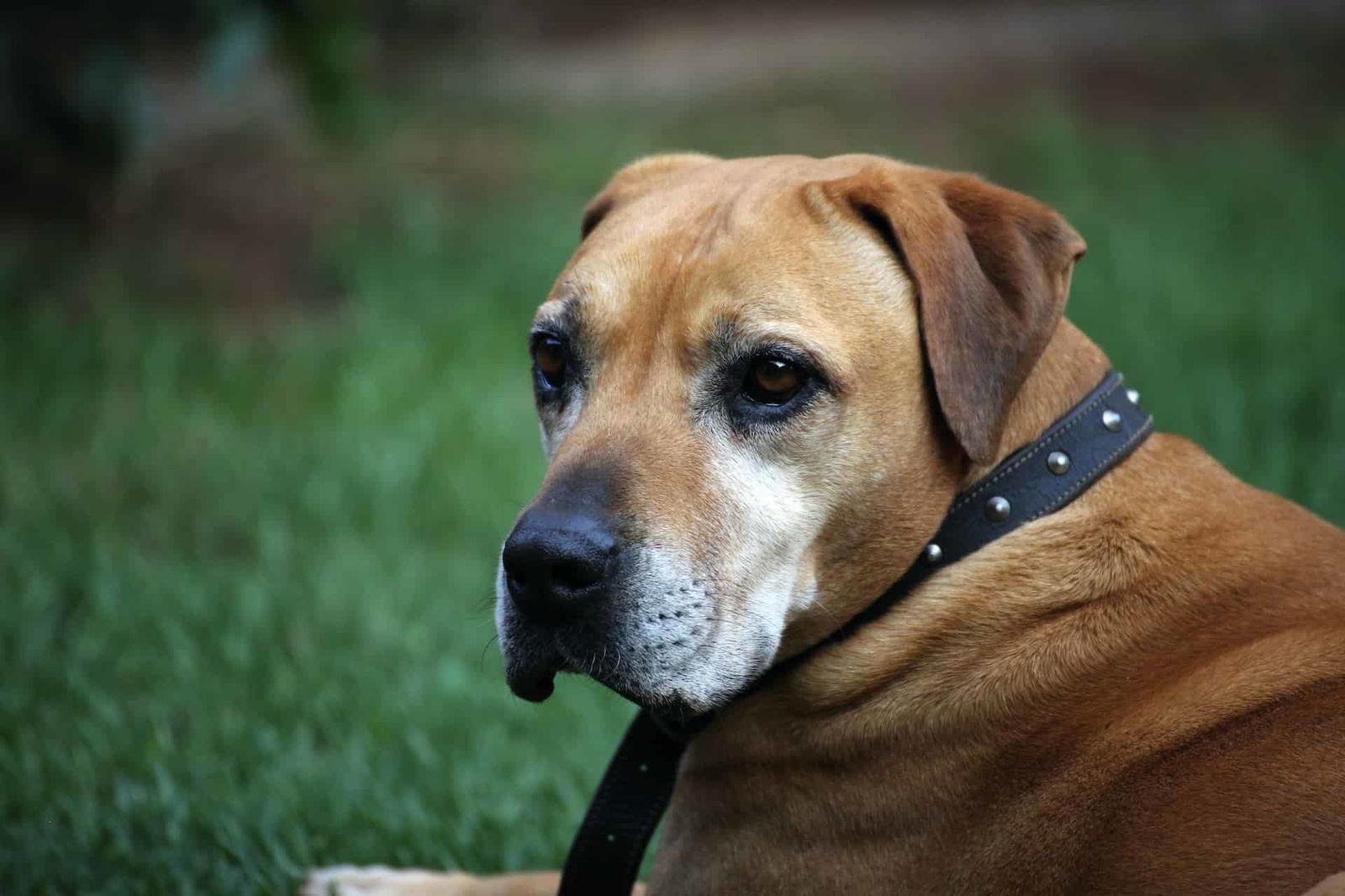 Adorable brown dog with black collar resting on green grass, showcasing loyal pet care and dog rescue efforts.