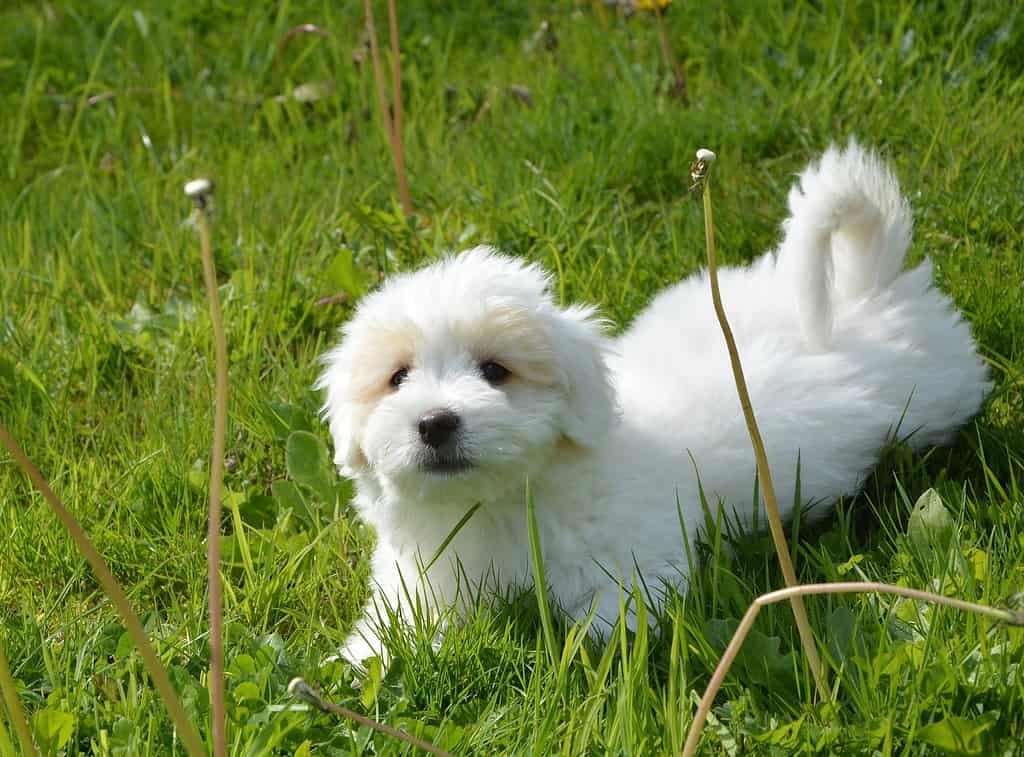 Discover Fact #3 about Coton de Tulear Canines