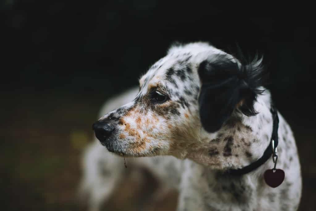 Adorable black and white spotted dog with soulful eyes, highlighting the importance of dog health.