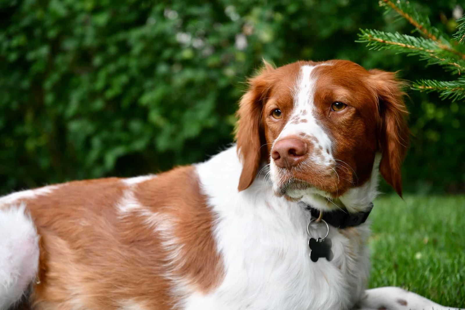 Cute Brittany Spaniel lying in a green outdoor setting with lush foliage.