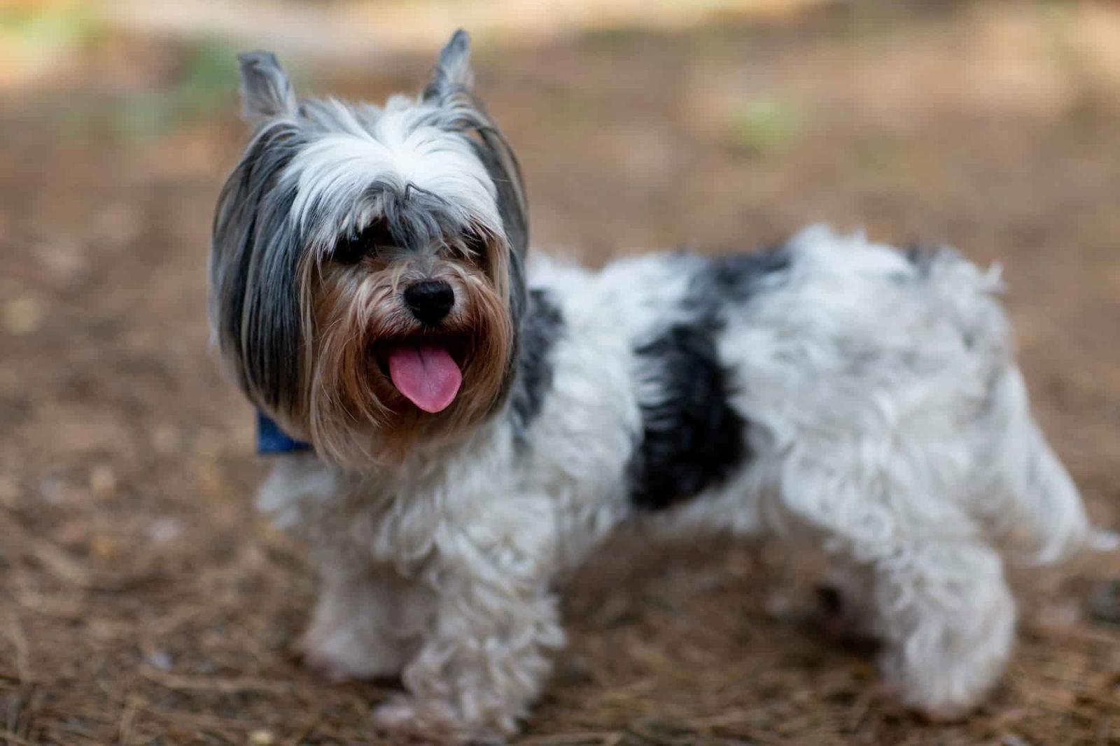 Dog smiling happily with tongue out in outdoor setting.