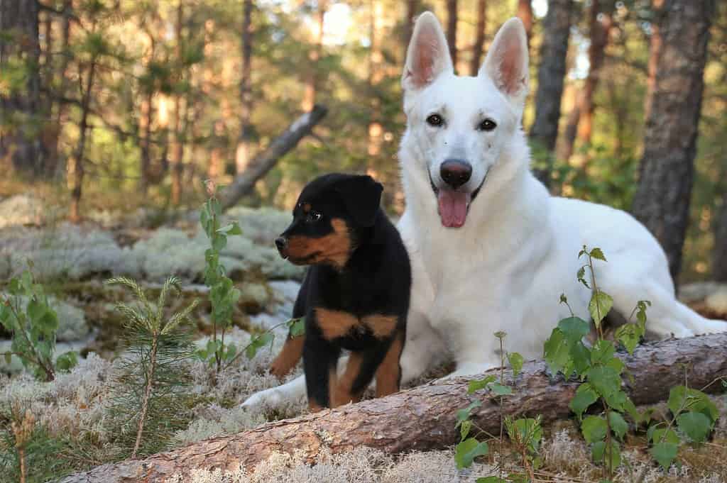 Do American White Shepherds Coexist Well with Other Pets