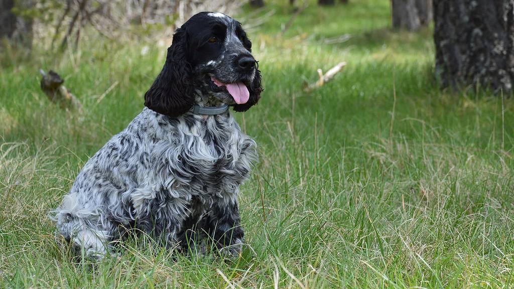 Cute English Springer Spaniel sitting in green grass with a forest backdrop.