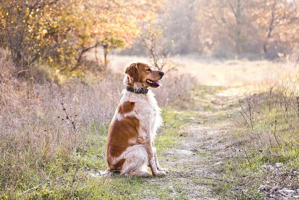 Ensuring Adequate Exercise for Your Brittany