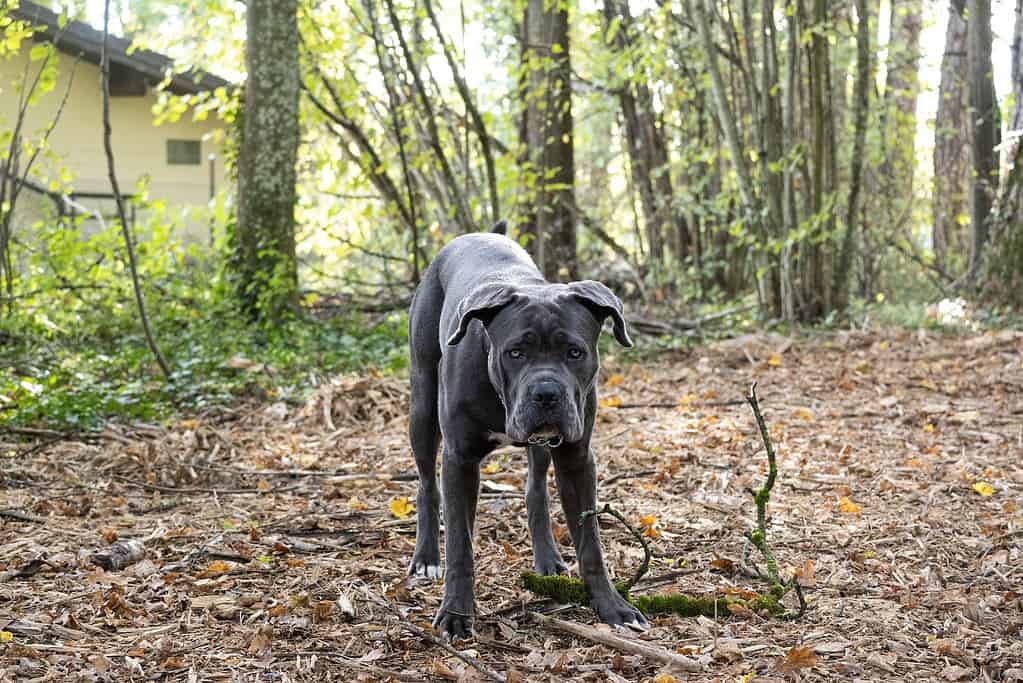 Adorable gray pitbull dog exploring the nature trail outdoors.