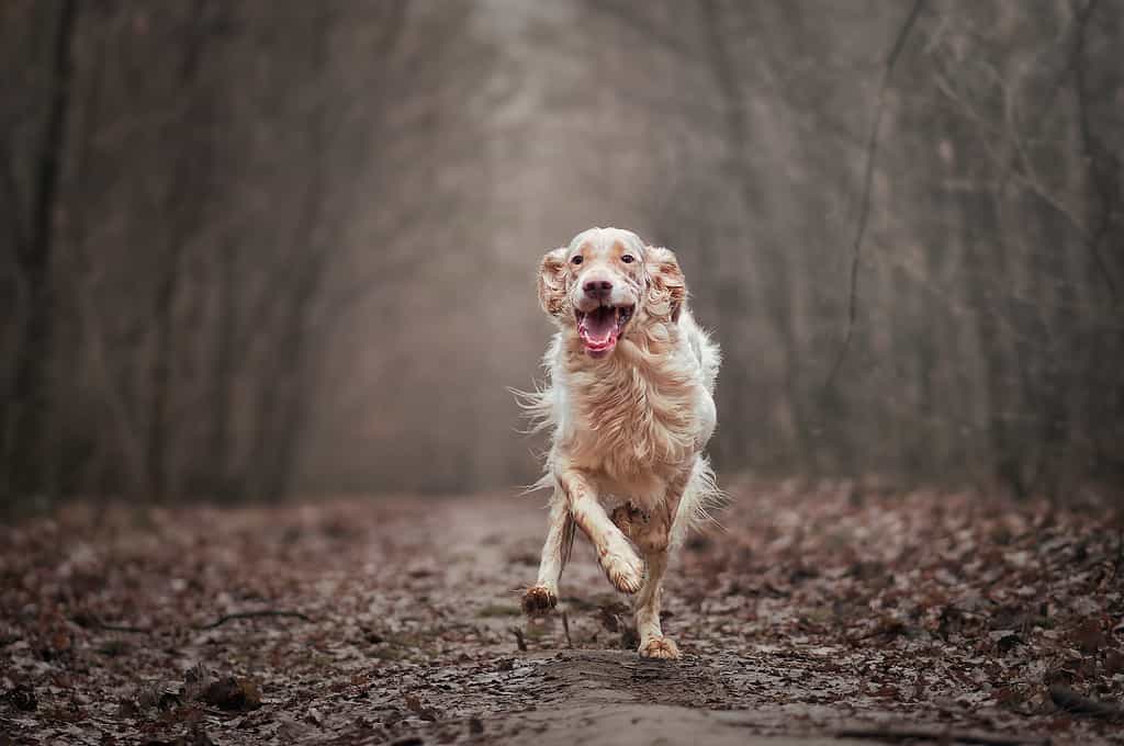 Dog running happily in a wooded forest trail.