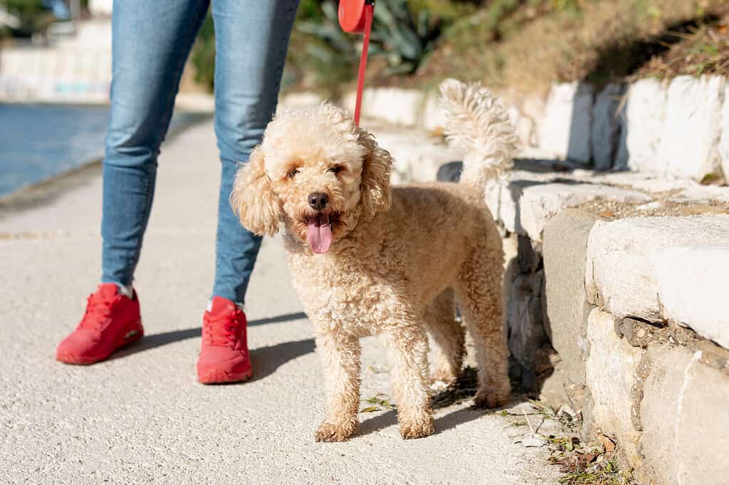 Ensuring Proper Exercise for Your Mini Goldendoodle