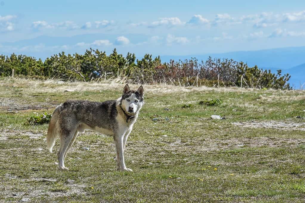 Husky dog standing in open mountain meadow with blue sky background.