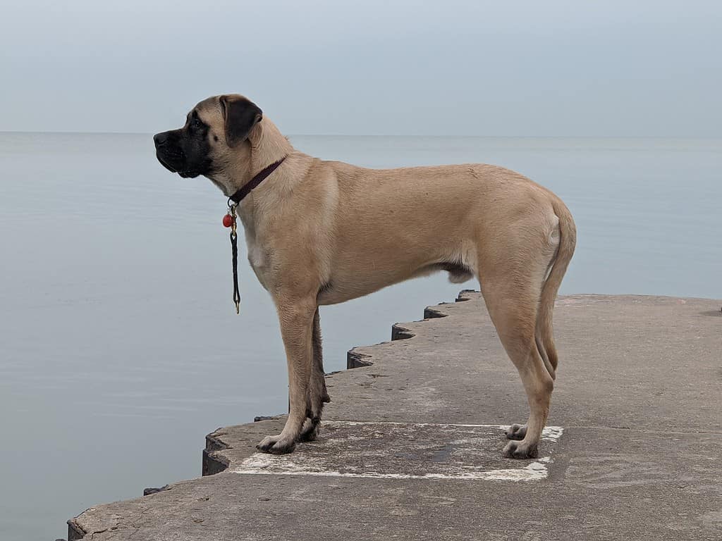 Exercise Regimen for a Healthy English Mastiff