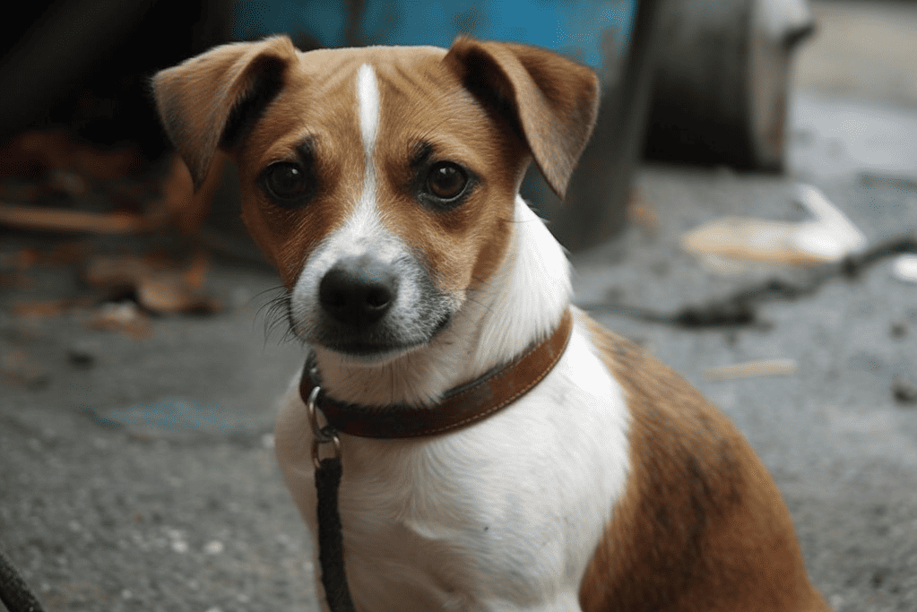 Exploring the Chipit's Personality and Intelligence